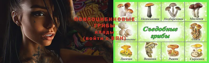 Галлюциногенные грибы Psilocybe  Дальнереченск 