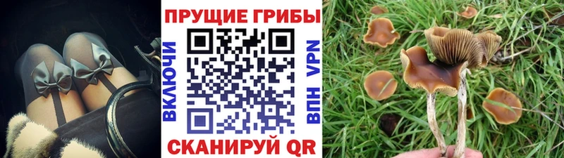 сколько стоит маркетплейс клад Псилоцибиновые грибы MAGIC MUSHROOMS Дальнереченск
